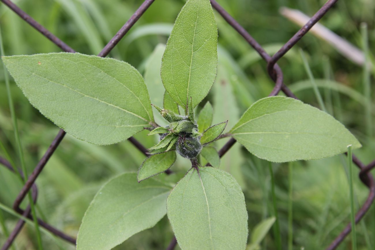 Изображение особи Helianthus annuus.