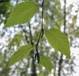 Betula lenta. Верхушка побега (видна абаксиальная поверхность листьев). Москва, ГБС РАН, дендрарий. 30.08.2021.