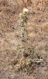 Cirsium turkestanicum