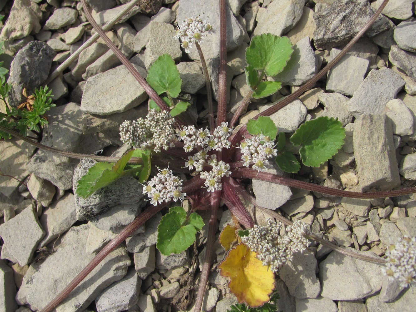 Image of Symphyoloma graveolens specimen.