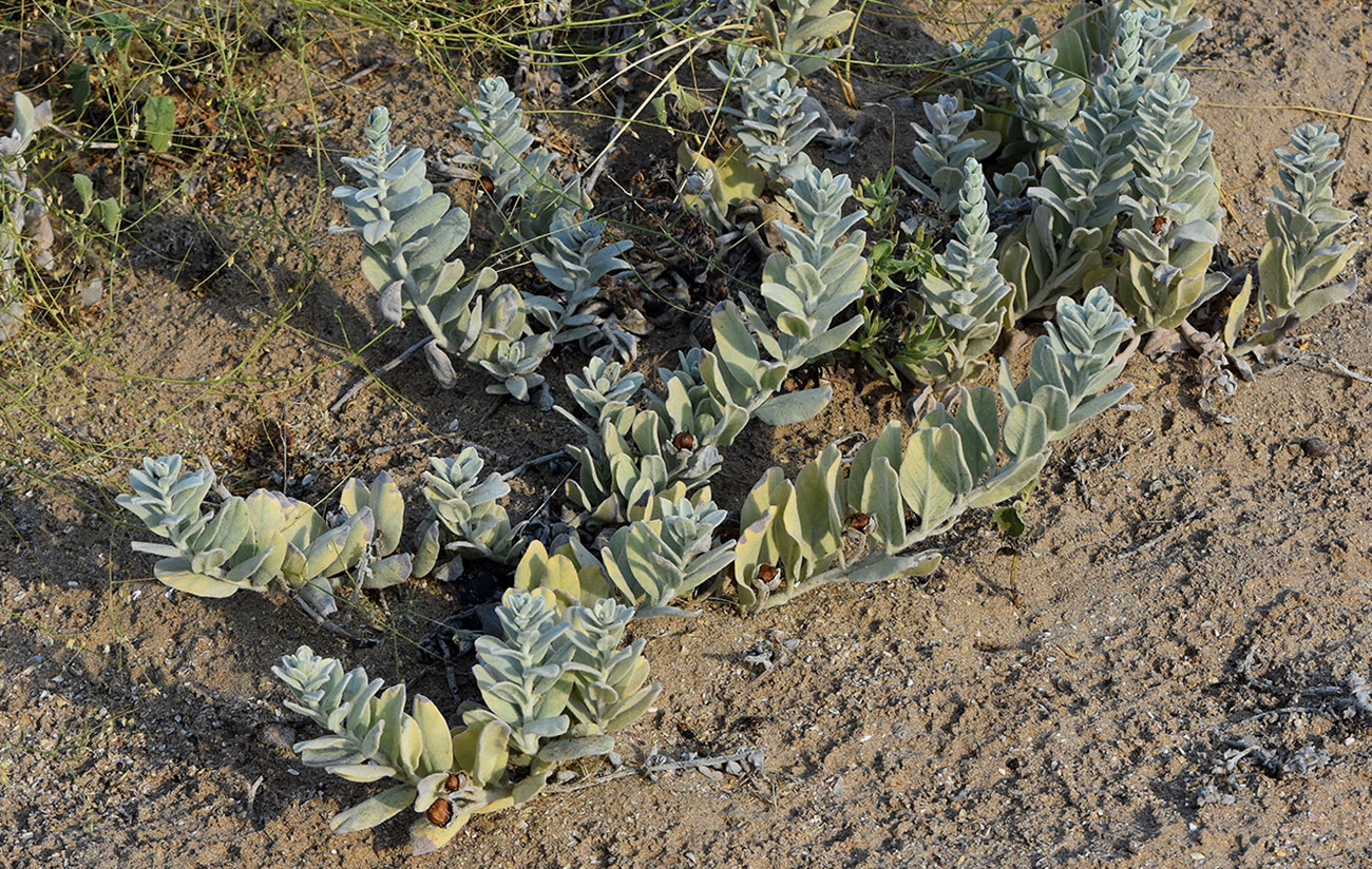 Image of Convolvulus persicus specimen.