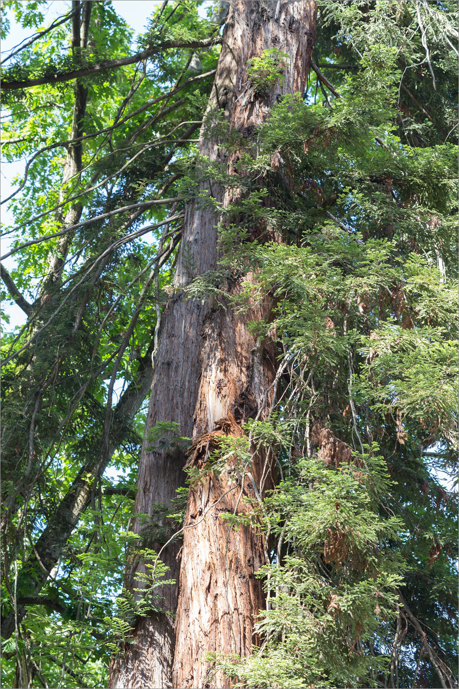 Image of Sequoia sempervirens specimen.