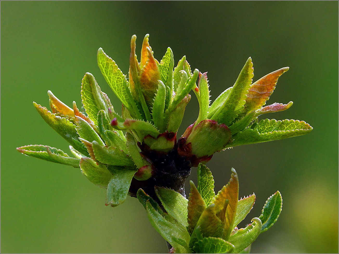 Image of Cerasus vulgaris specimen.