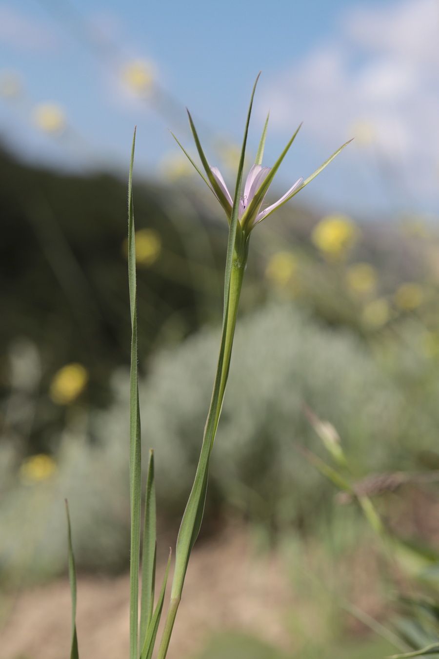 Image of Geropogon hybridus specimen.