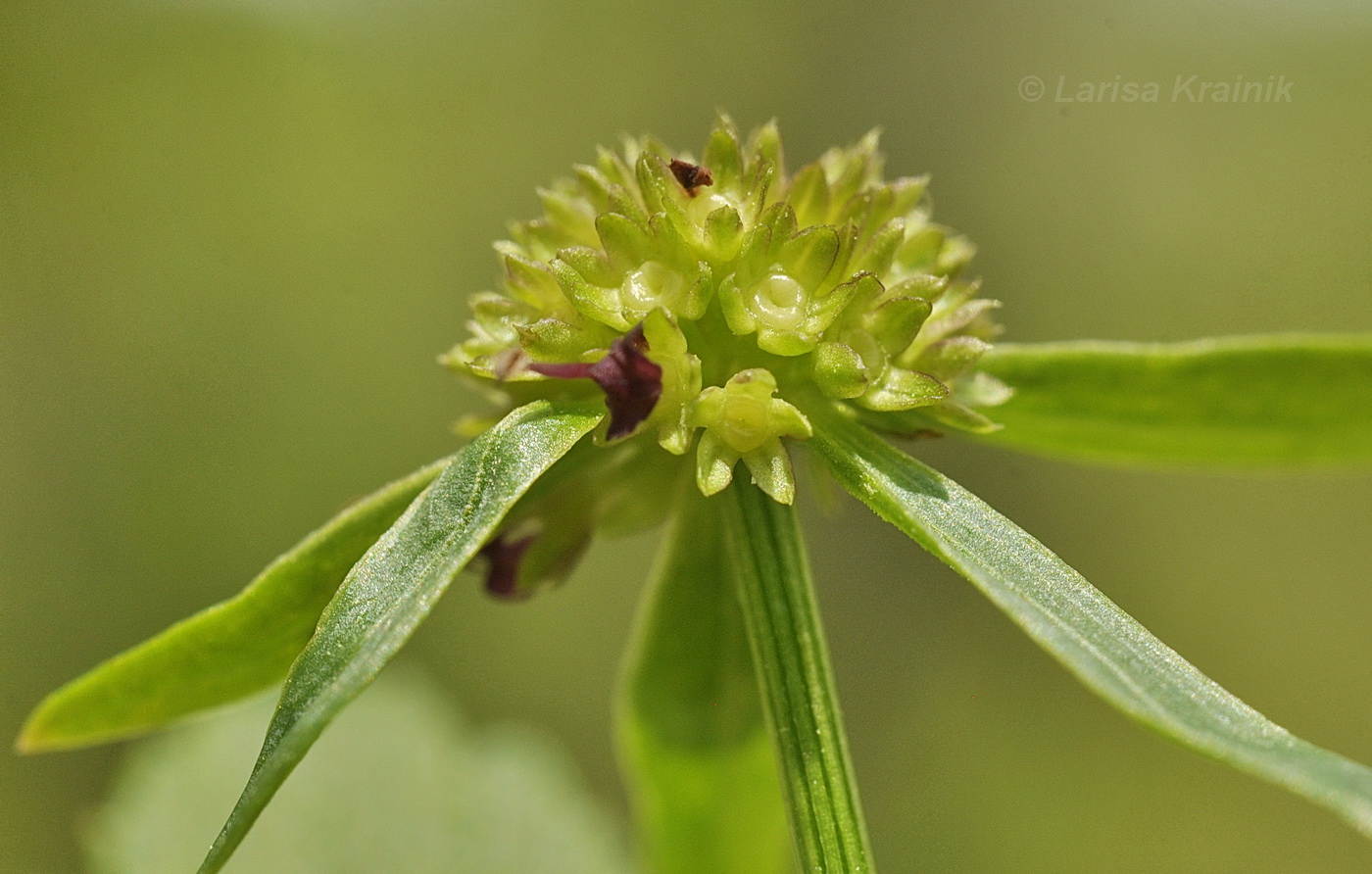 Изображение особи Sanicula rubriflora.