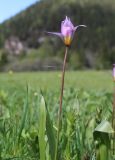 Tulipa riparia