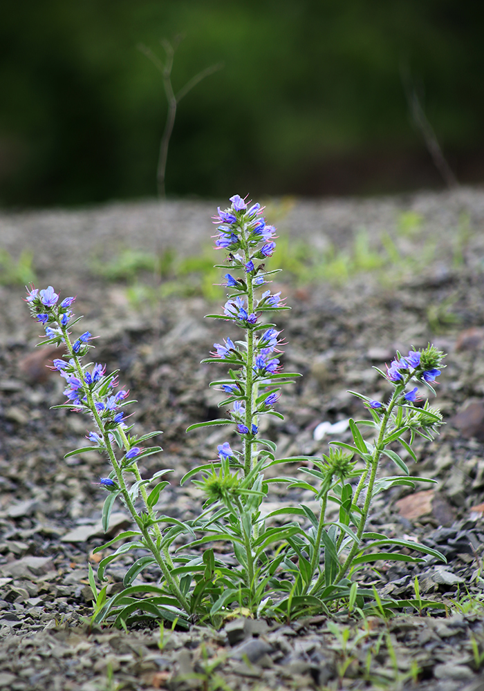 Изображение особи Echium vulgare.