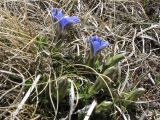 Gentiana dshimilensis. Цветущее растение. Карачаево-Черкеcия, Зеленчукский р-н, долина р. Ходюк. 01.05.2010.