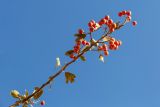 Crataegus aronia