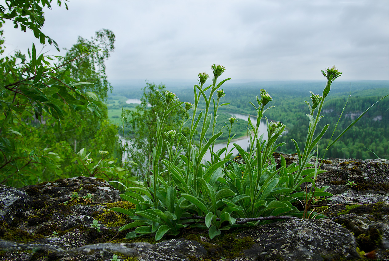 Изображение особи Aster alpinus.