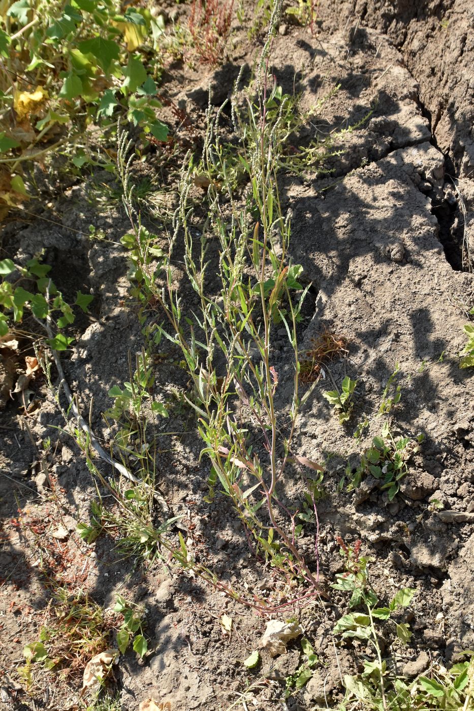 Image of genus Atriplex specimen.