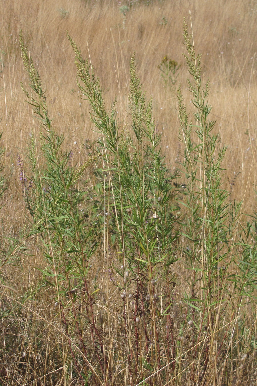 Image of Artemisia dracunculus specimen.