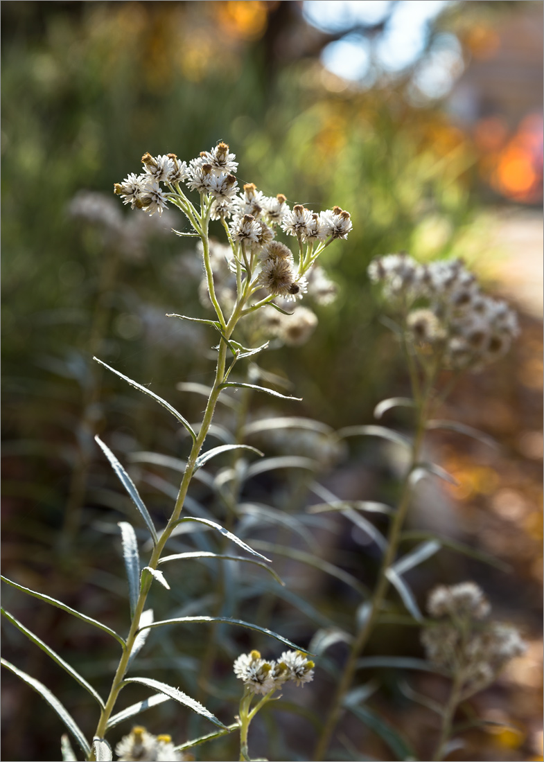 Изображение особи Anaphalis margaritacea.