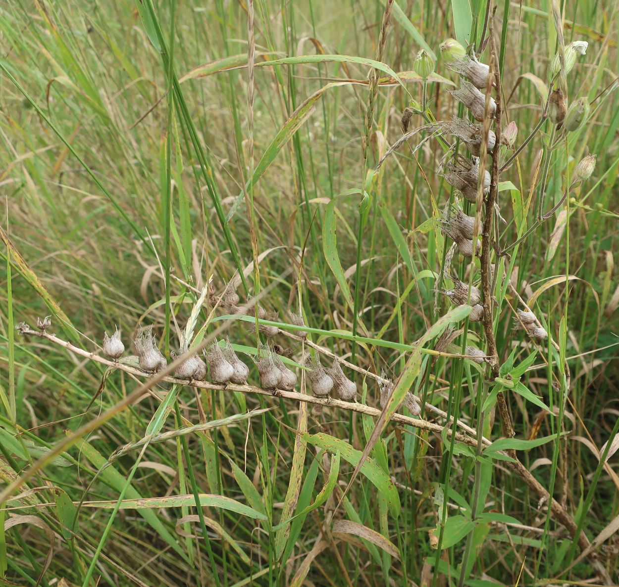 Image of Hyoscyamus niger specimen.