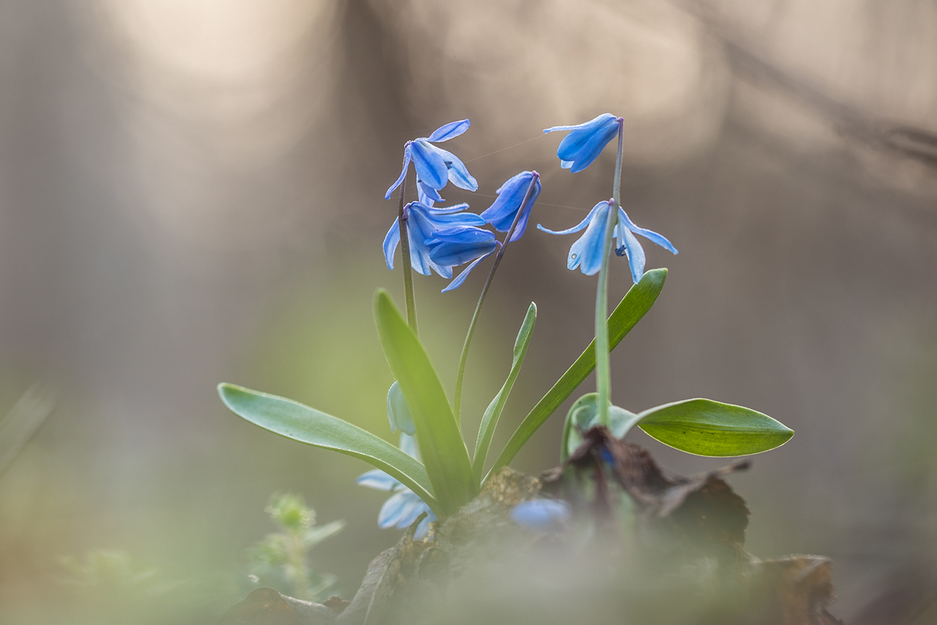 Изображение особи Scilla siberica.