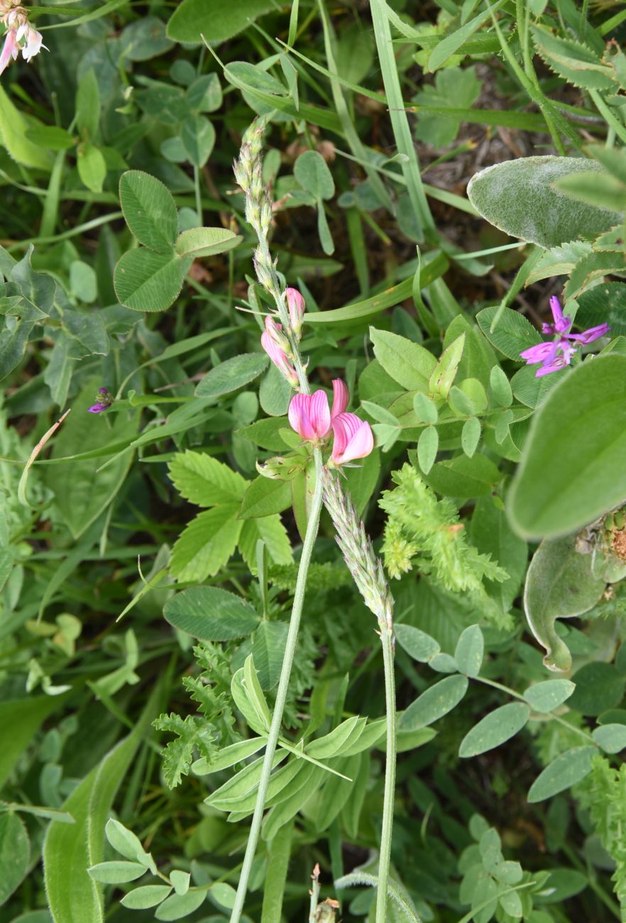 Изображение особи Onobrychis biebersteinii.