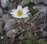 Dryas punctata. Цветок. Пермский край, Добрянский р-н, окр. с. Полазна, берег Камского водохранилища, обнажения гипса. 28.05.2023.