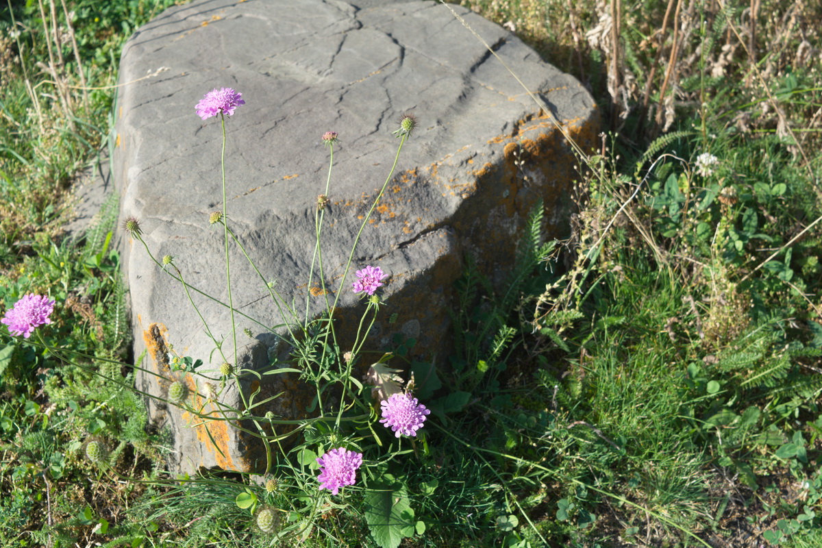 Image of Scabiosa owerinii specimen.