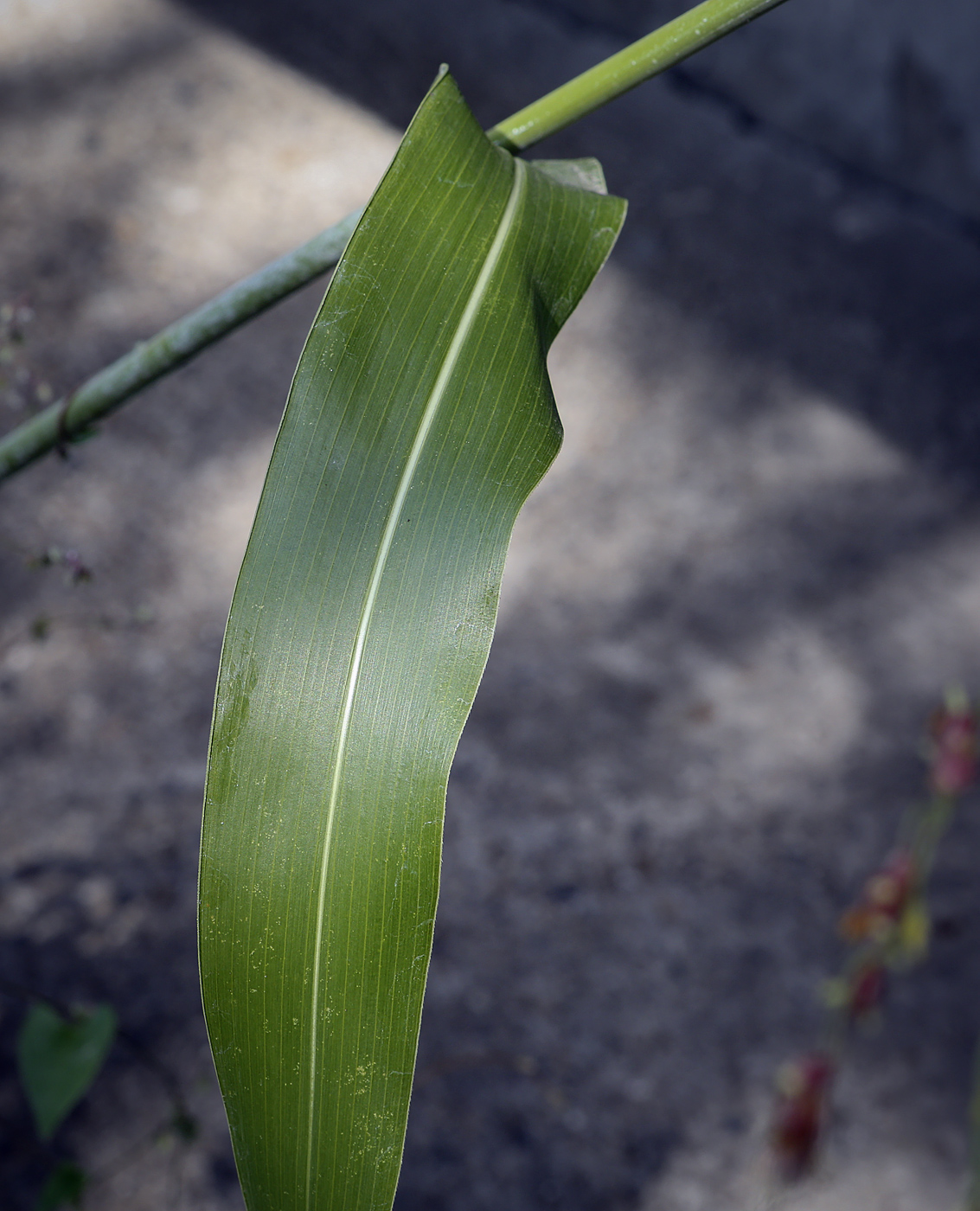 Image of genus Sorghum specimen.