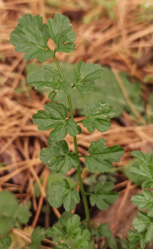 Изображение особи Cardamine impatiens.