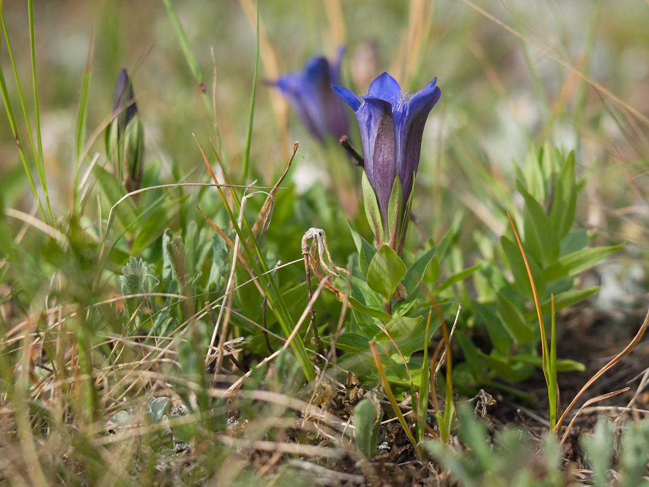 Изображение особи Gentiana septemfida.