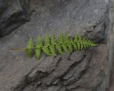 Woodsia caucasica