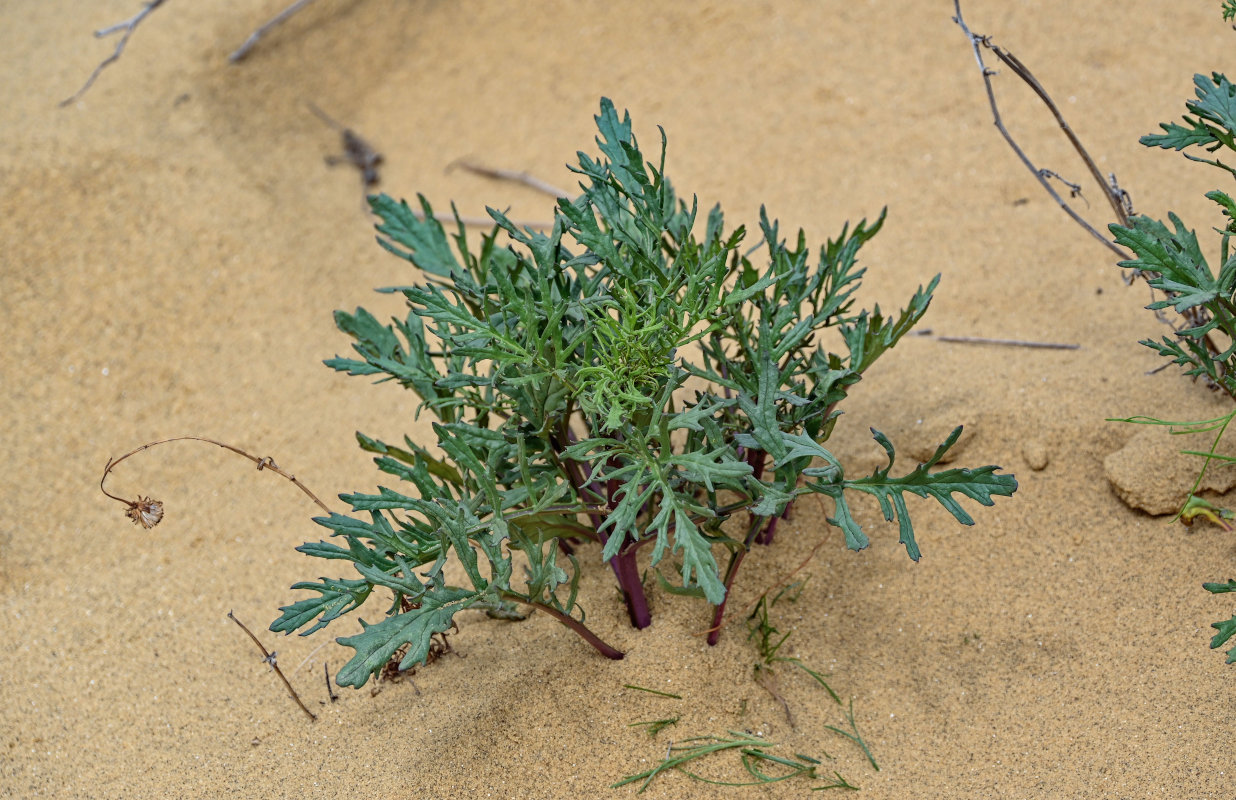 Изображение особи Senecio schischkinianus.