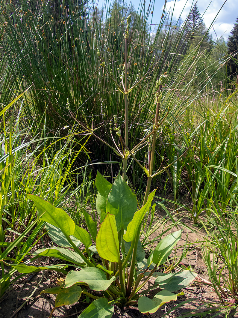 Изображение особи Alisma plantago-aquatica.