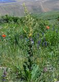 Verbascum pyramidatum. Расцветающее растение. Армения, обл. Гегаркуник, берег оз. Севан, гора Артаниш, ≈ 2200 м н.у.м., луговой склон. 23.06.2022.