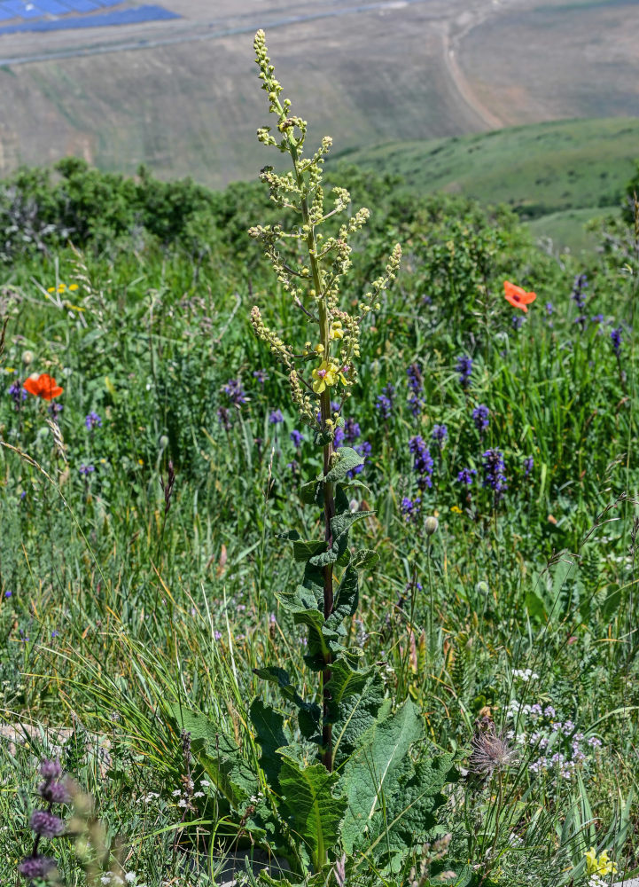 Image of Verbascum pyramidatum specimen.