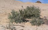 genus Tamarix. Вегетирующие растения. Египет, мухафаза Эль-Гиза, окр. г. Саккара, песчаный склон. 29.04.2023.