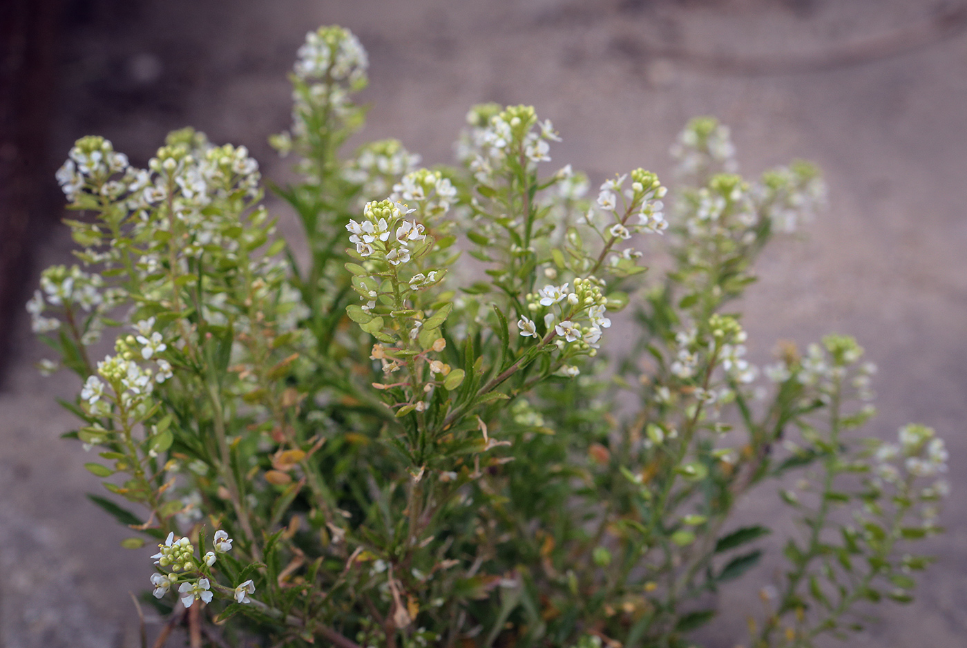 Image of genus Lepidium specimen.