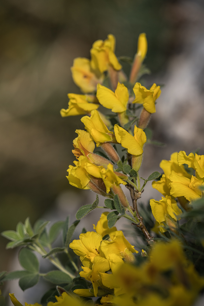 Image of Chamaecytisus colchicus specimen.