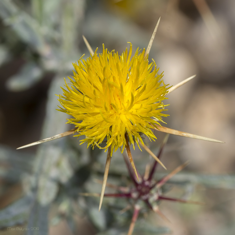 Image of Centaurea solstitialis specimen.