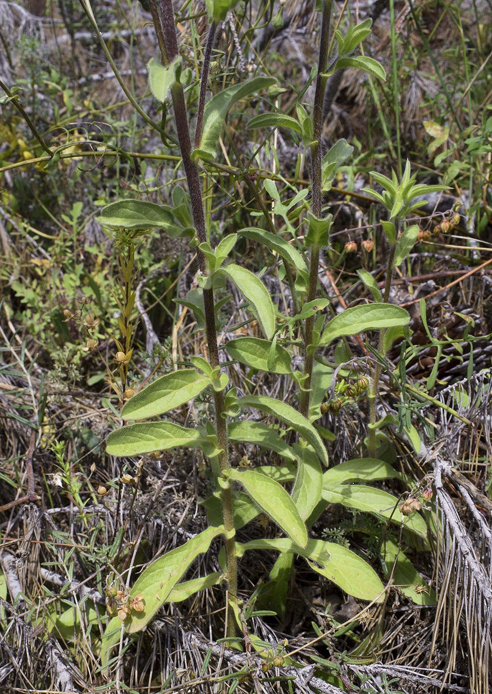 Изображение особи Pallenis spinosa.