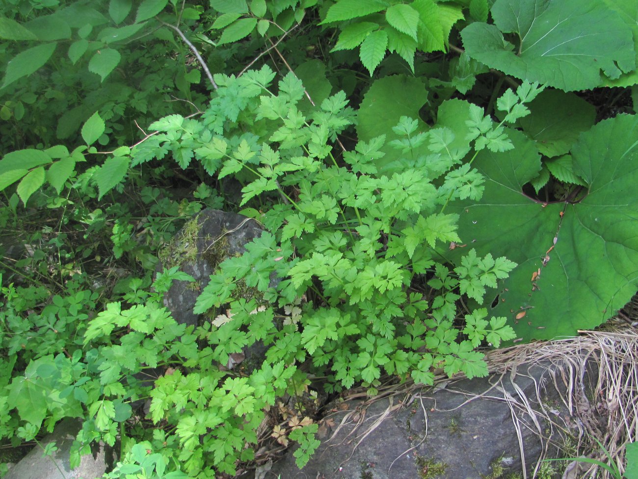 Image of familia Apiaceae specimen.