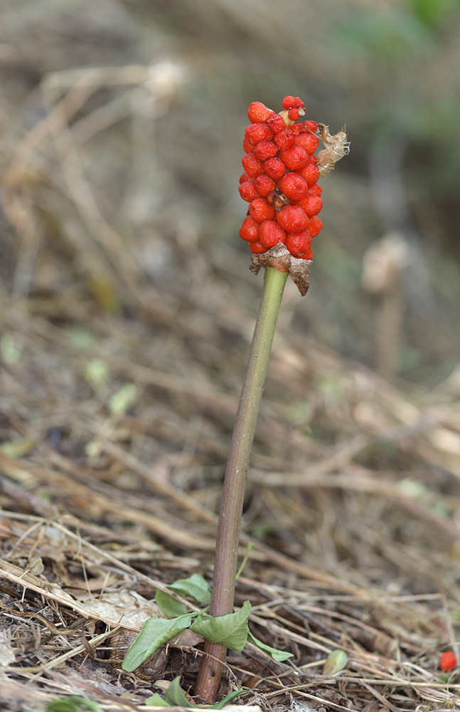 Image of Arum elongatum specimen.