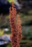 Rumex aquaticus. Верхушка соплодия. Курильские о-ва, о-в Итуруп, окр. мыса Одесский, окраина частично затопленного лавового поля. 21.08.2023.