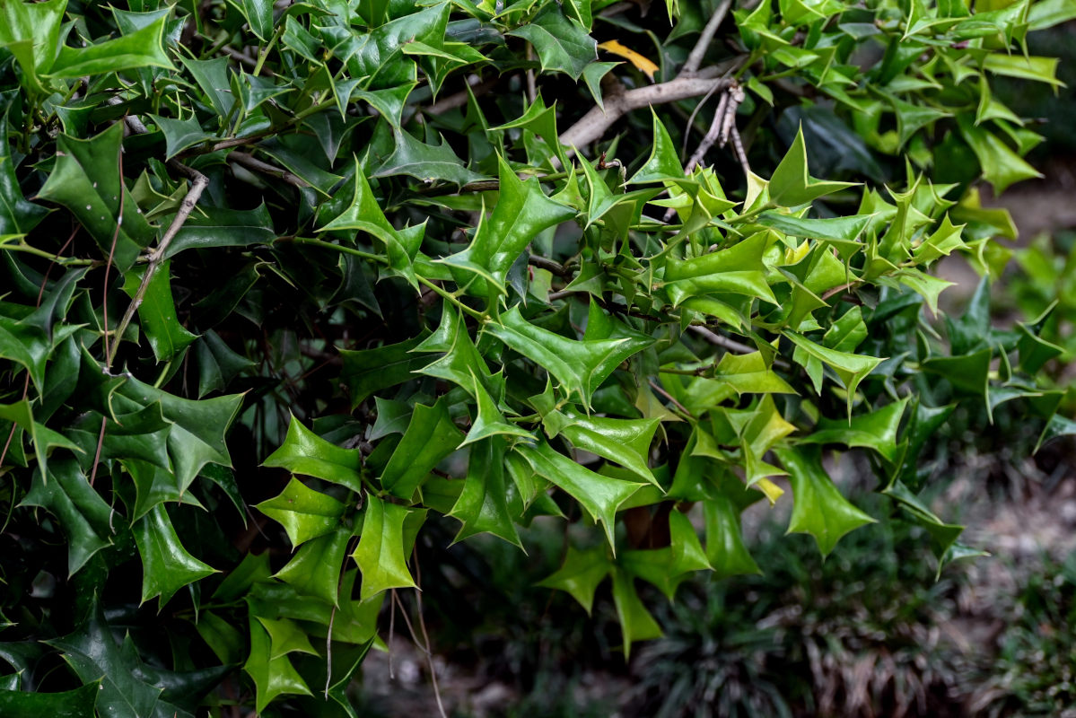 Image of Ilex cornuta specimen.