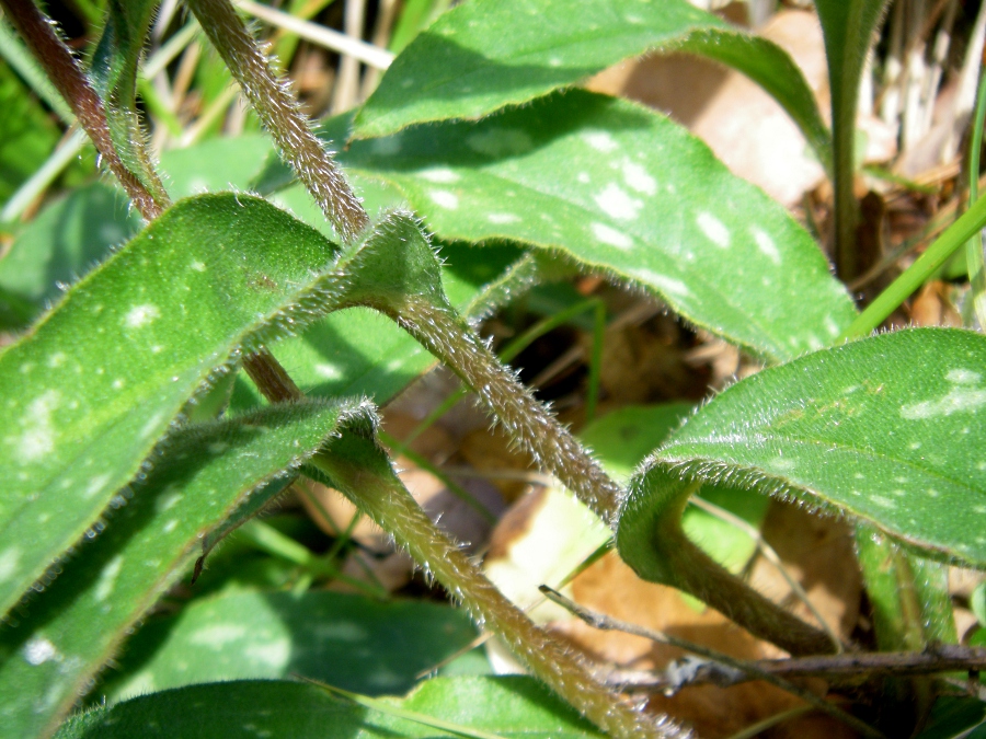 Image of Pulmonaria longifolia specimen.