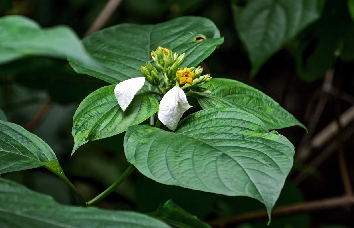 Изображение особи Mussaenda frondosa.