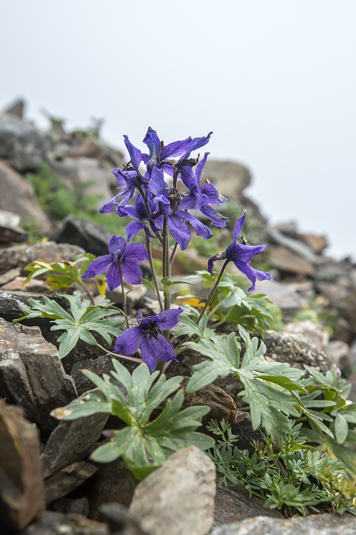 Изображение особи Delphinium caucasicum.