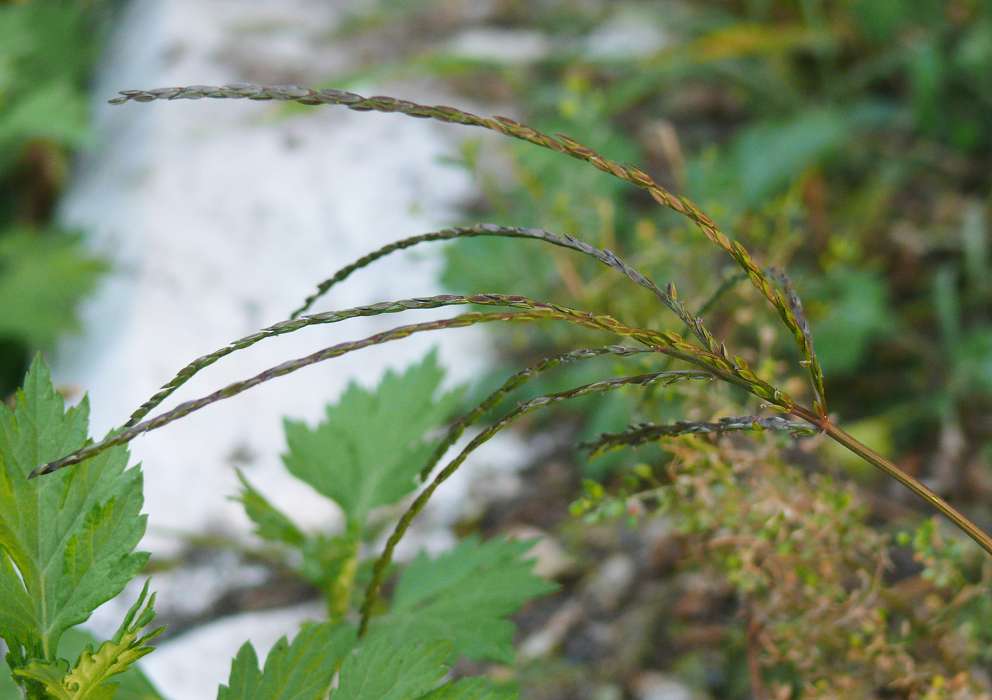 Изображение особи Digitaria ischaemum.