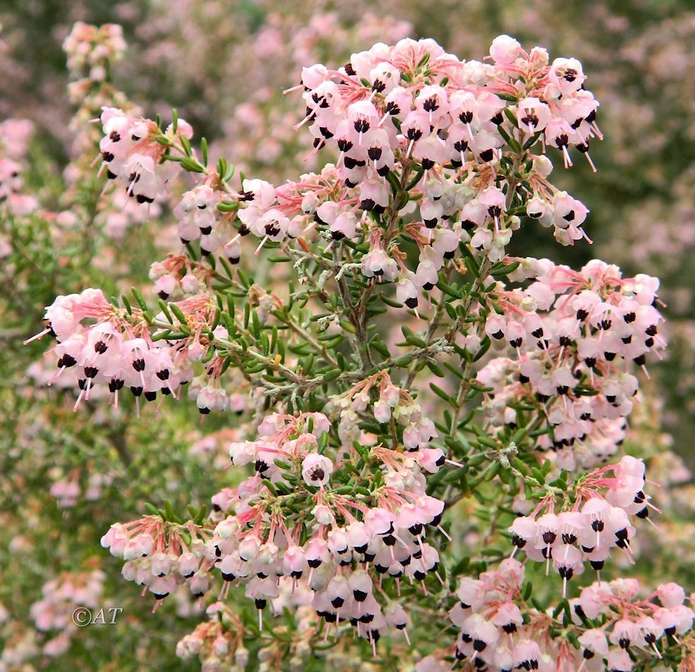 Image of Erica canaliculata specimen.