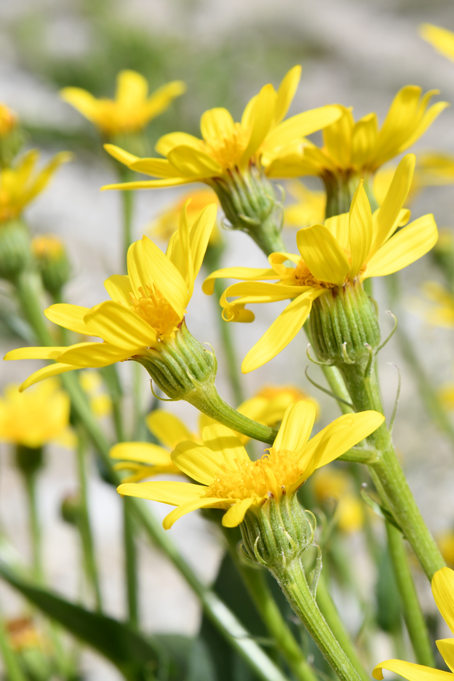 Изображение особи Senecio paulsenii.