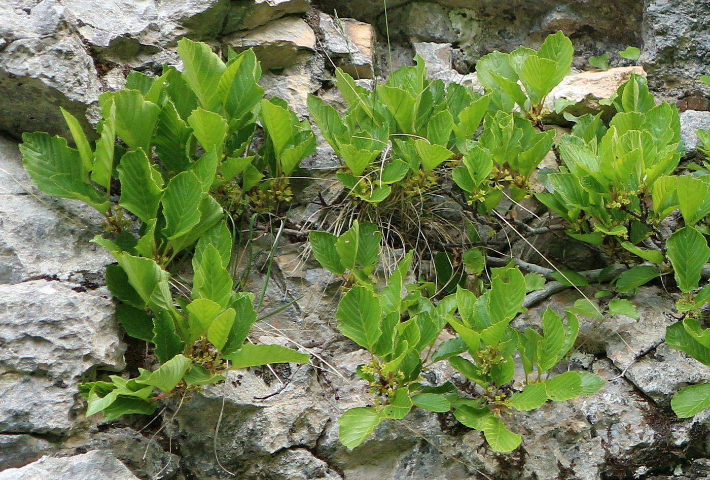 Image of Rhamnus microcarpa specimen.