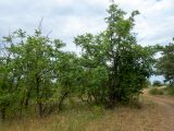 Sorbus domestica. Плодоносящие деревья. Крым, Южный Берег, окр. пос. Лесной, смешанное редколесье возле грунтовой дороги. 26.05.2024.