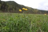 Trollius europaeus