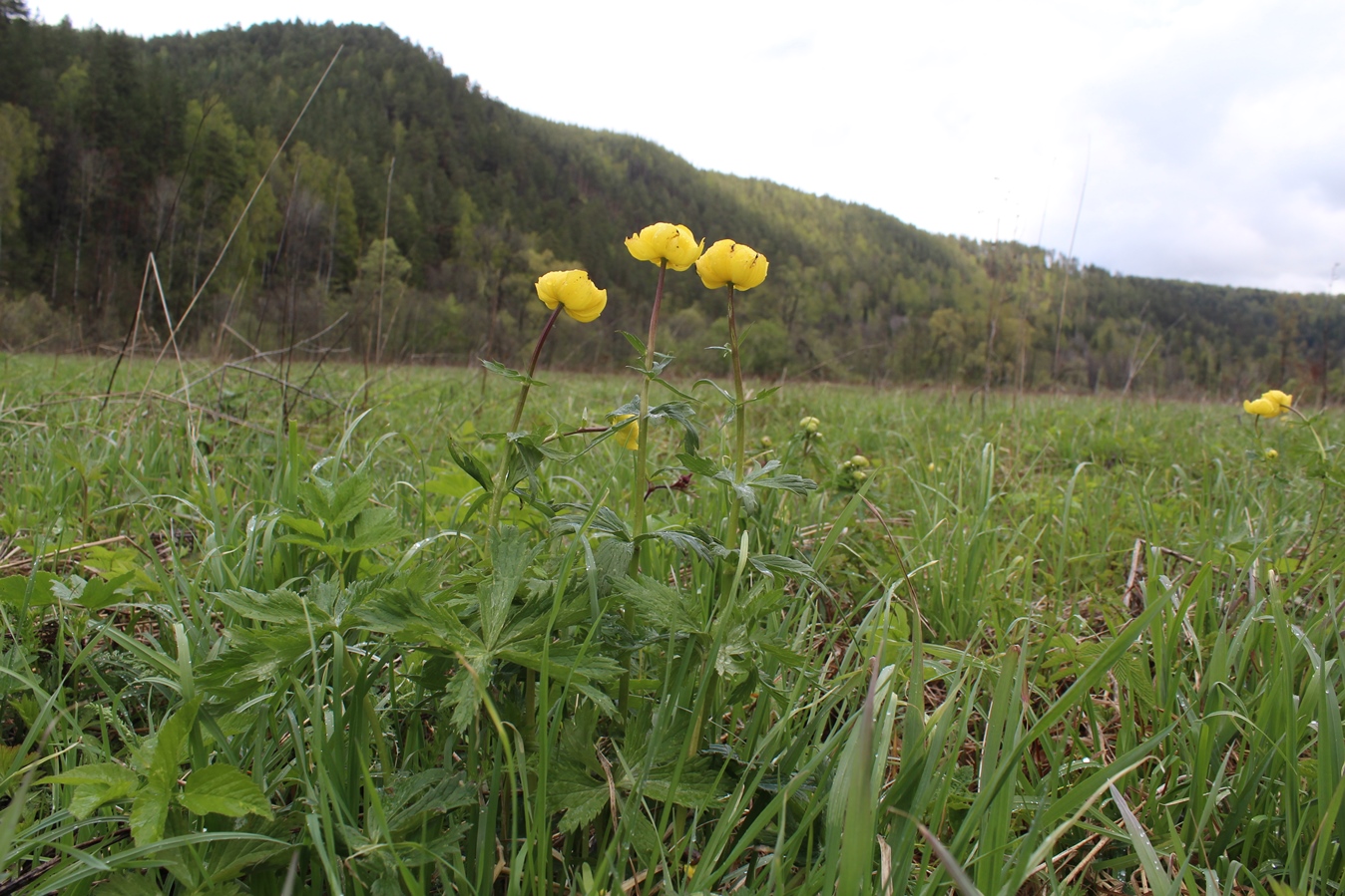 Изображение особи Trollius europaeus.