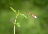 Epilobium hornemannii